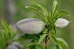 220px-Unripe_almond_on_tree