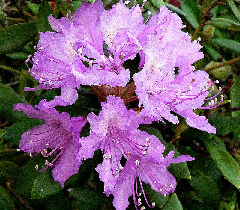 rhododendron