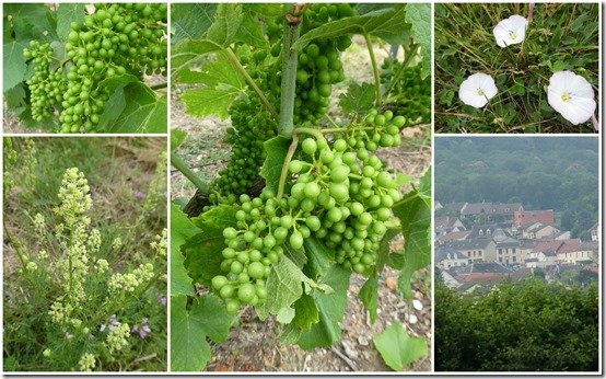 vignes 29 juin 20233