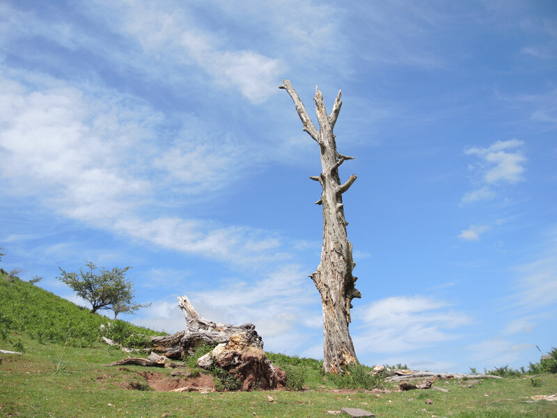 F) Penas d'Itxusi, crète de Bagamendi, arbre (64)
