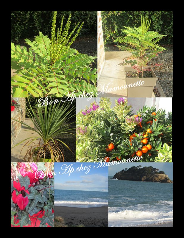 mahonia