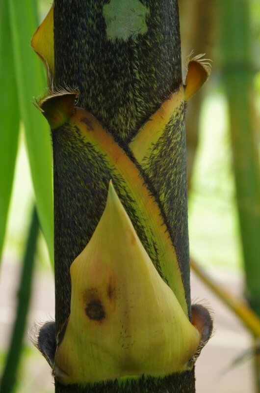 photo 18- Gaine de chaume coloré de Bambusa vulgaris