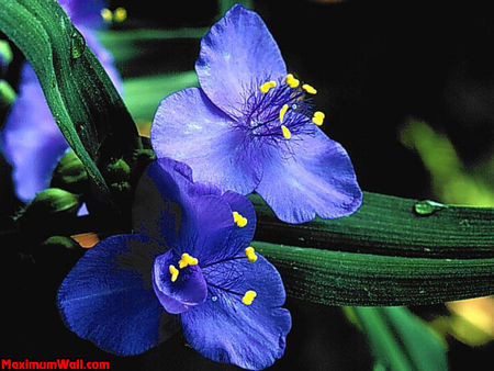 photo_fond_ecran_wallpaper_nature_fleurs_bleues_003