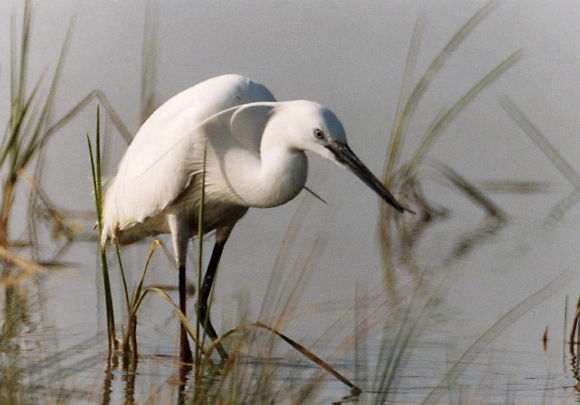 AIGRETTE_1_REGLE_OEIL_9_1