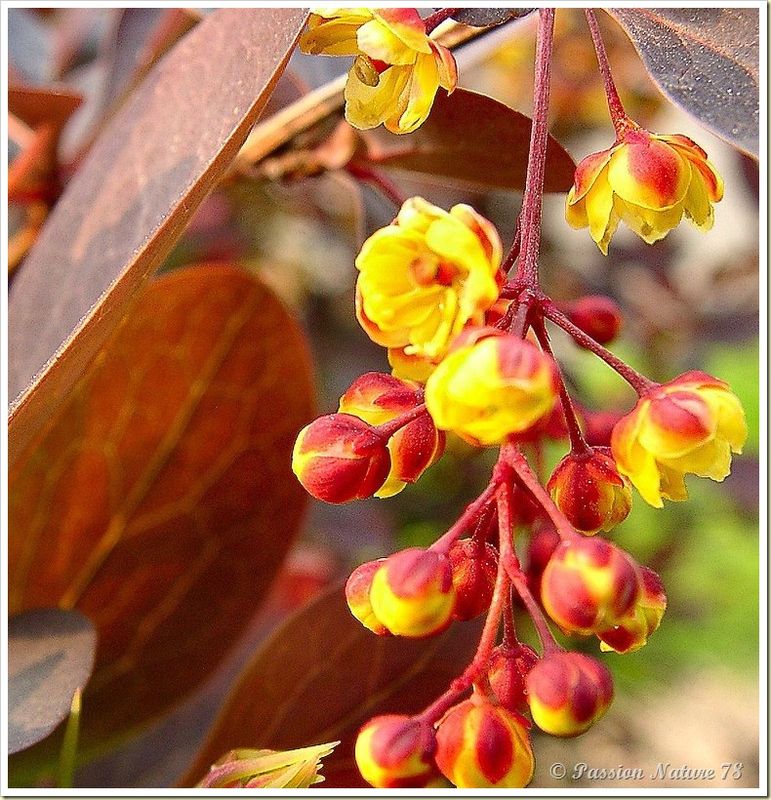 Les premiers bourgeons du jardin (20)