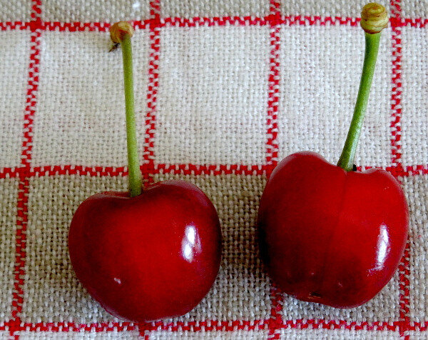 Cerises