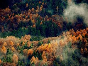 autumn-beautiful-fog-forest-mist-Favim