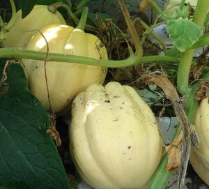 courge_cream_of_the_crop_lagrainetiere