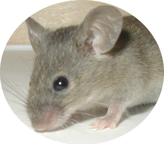 L'horloge interne de la souris pourrait être déréglée
