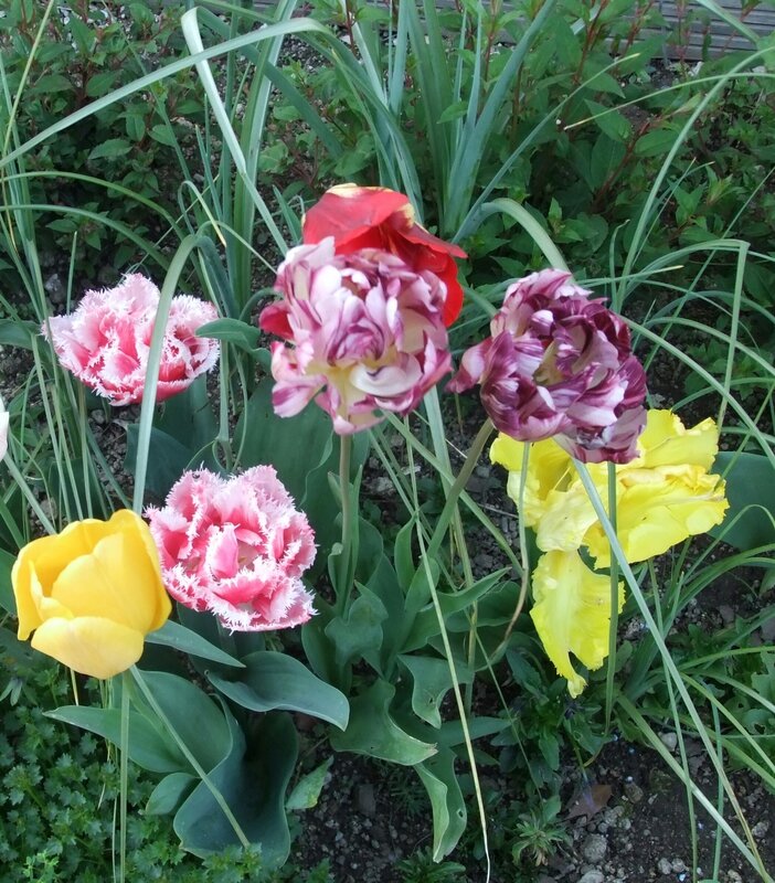 Tulipes assorties 2014 04 le 10 19h06