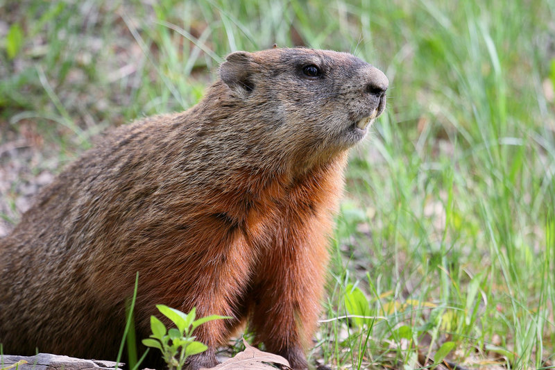 20180609-Marmota_monax-Cephas-Wikimedia-Commons