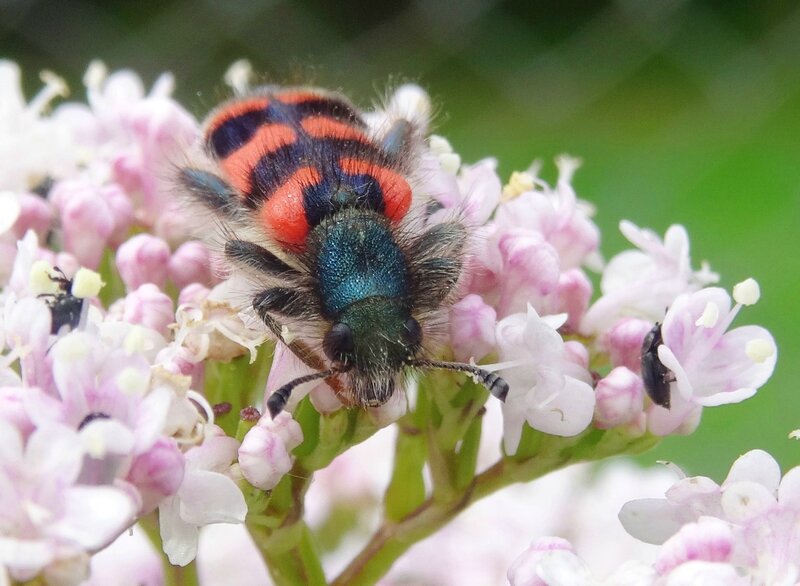 clairon des abeilles sur valeriane officinale