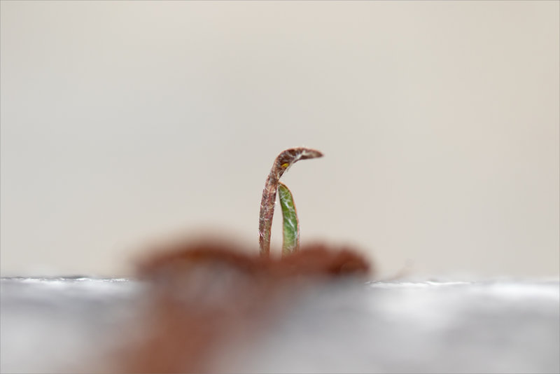 macro mur plantes 1 190623