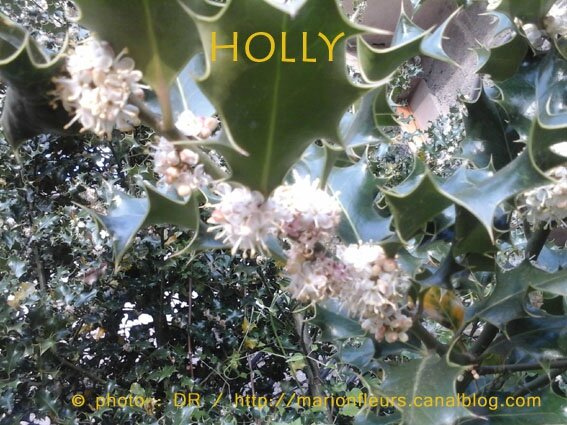 Holly, chemin de conscience