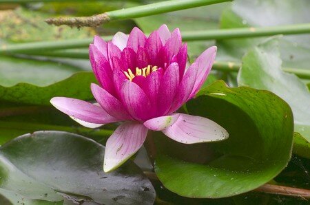 lotus_flower