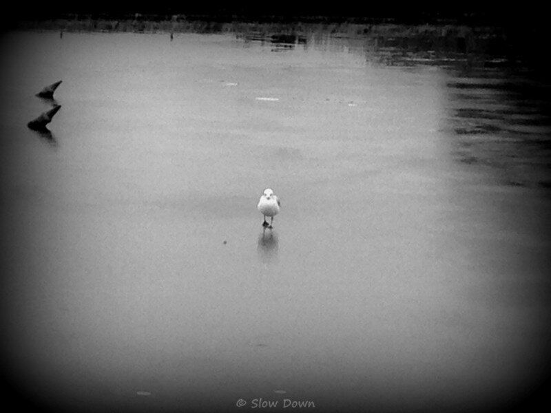 Versailles Oiseau sur la glace