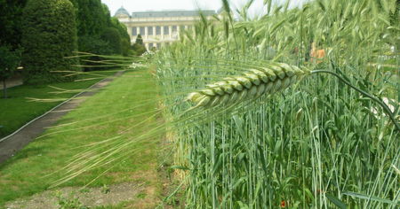 Bl__jardin_des_plantes_026