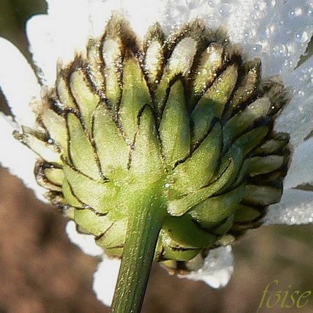 marguerite___feuilles_de_gramin_es