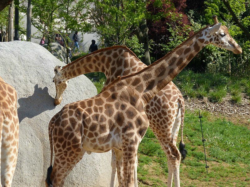 girafe en groupe