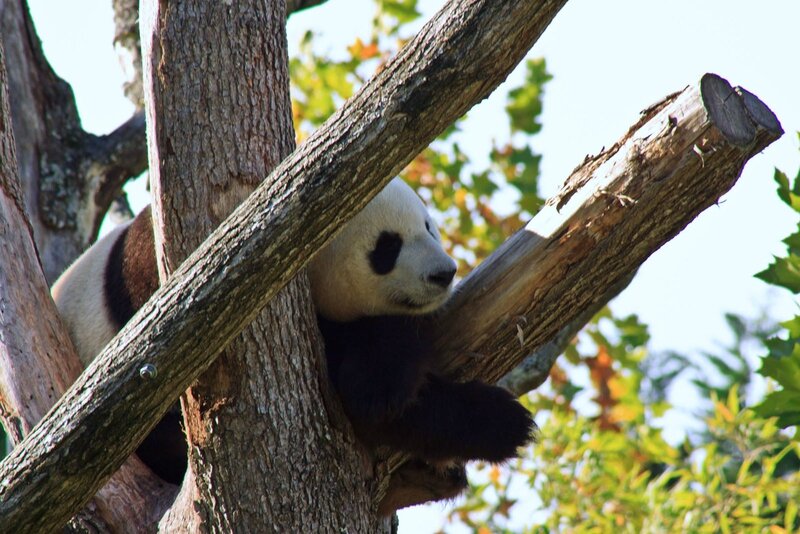 82-Panda Geant