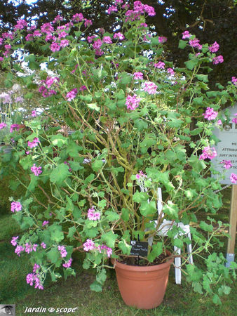 9403_Pelargonium_geant