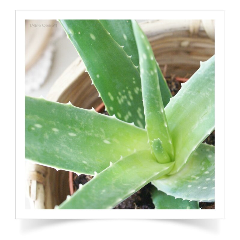 Aloe-Vera-cache-pot-bambou4