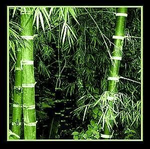 bambou_1280