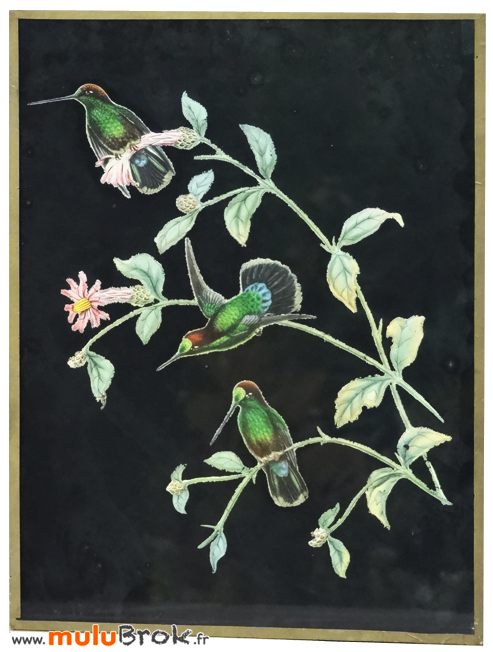 GRAVURE-COLIBRIS-3-Oiseaux-muluBrok-Vintage