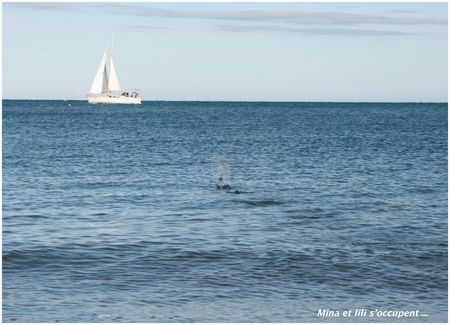 2012 11 Collioure17