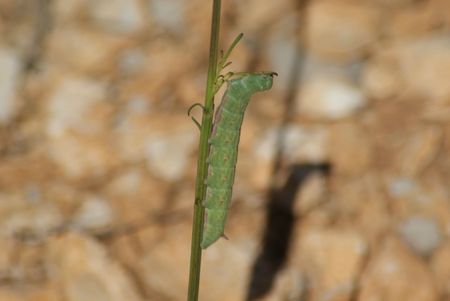 chenille verte 25