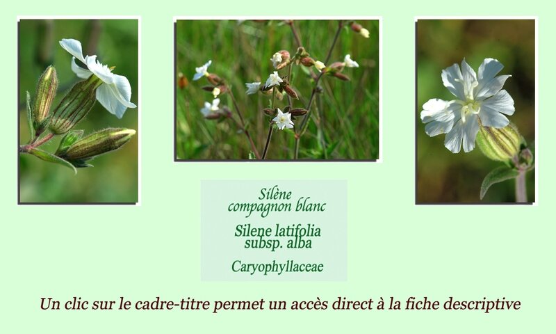 Silene latifolia alba