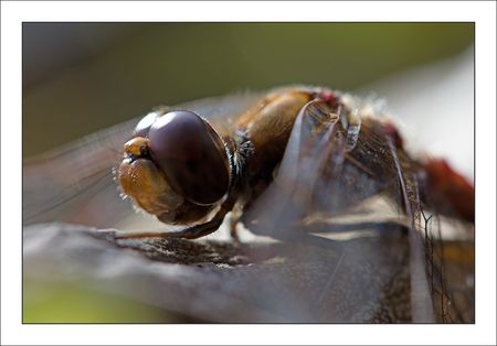 Galuchet_libellule_sympetrum_GP_tete_2_071110