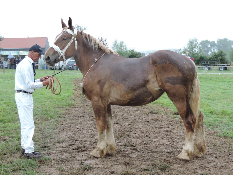 Hermine de Colincthun - 27 Juillet 2019 - National Boulonnais - Samer (62) - 7e (2 ans - nées après le 1-05-2017)