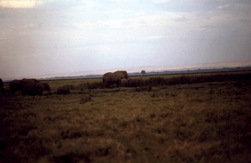 amboseli elephant bb