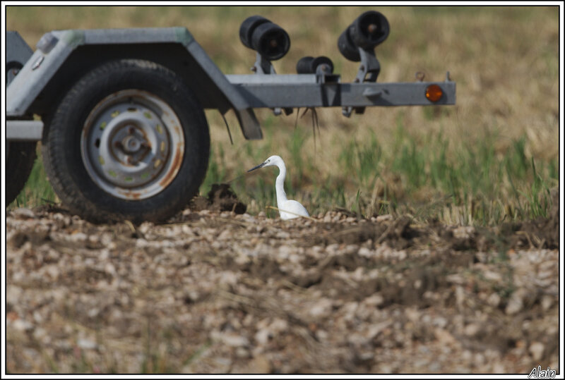 Aigrette garzette