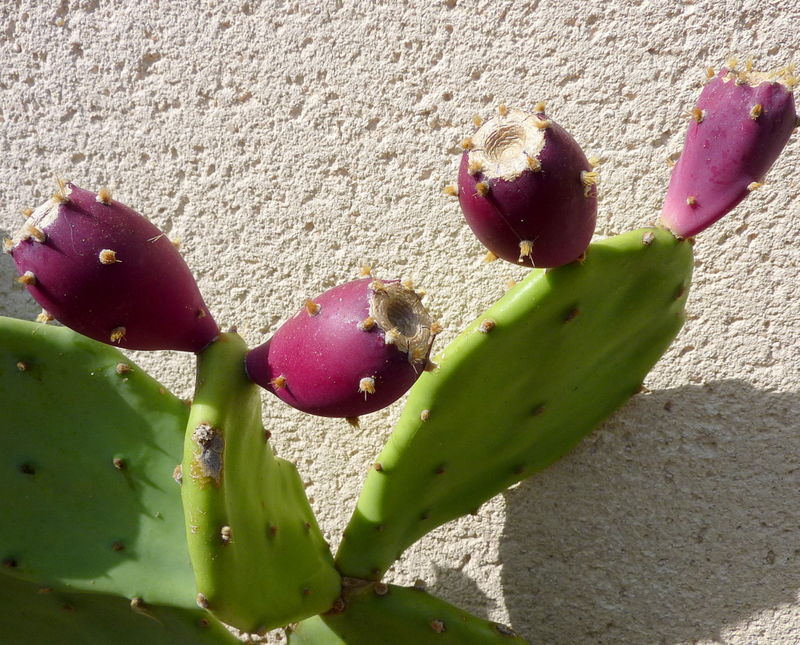 cactus raquette