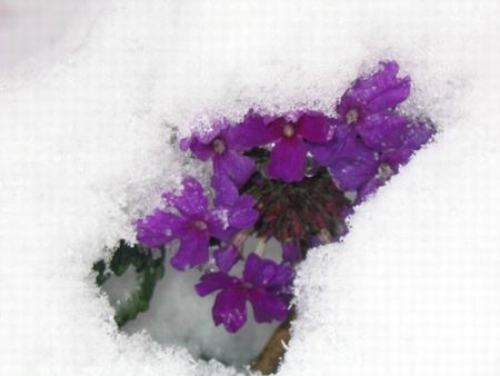 violettes_des_neiges