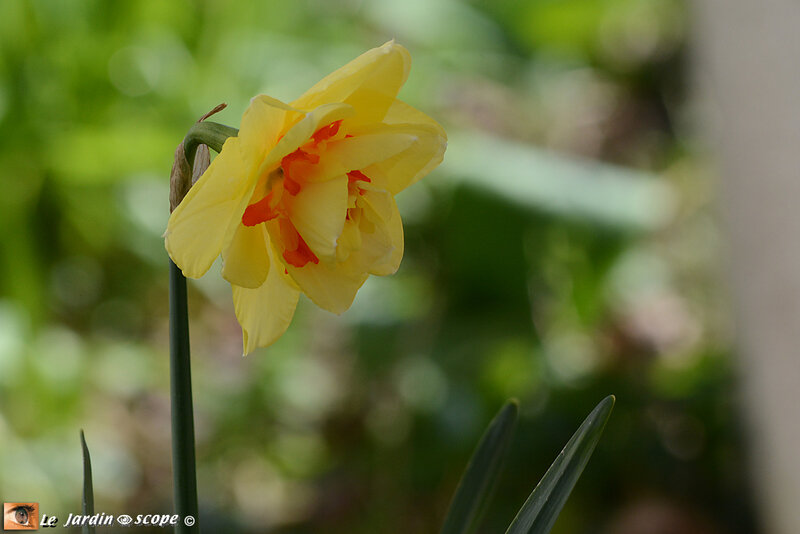 Narcisses doubles Tahiti