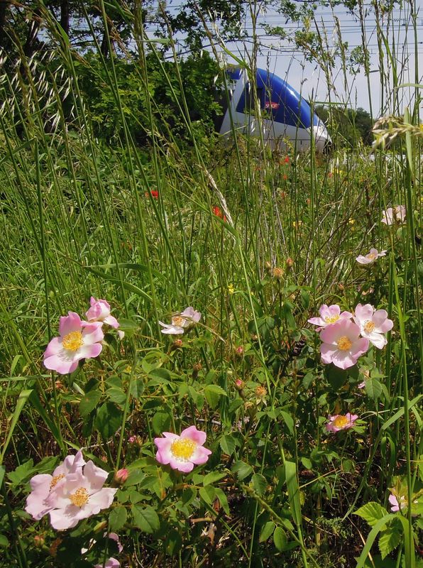 AGC dans le vent des fleurs de printemps
