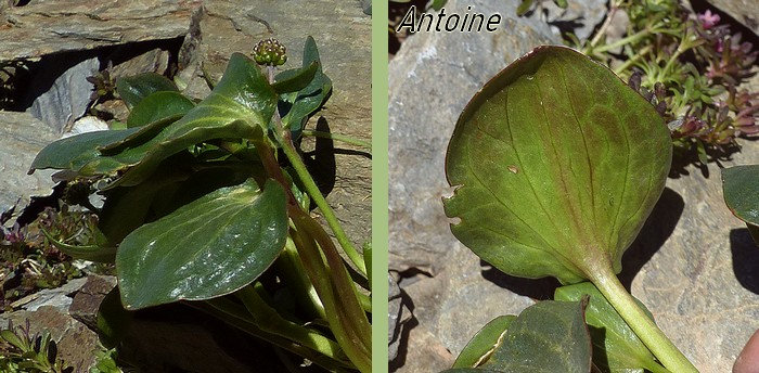 feuilles radicales entières largement ovales en coeur épaisses nervées