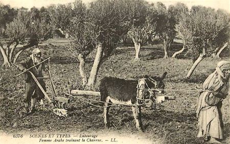 femme arabe trainant la charrue