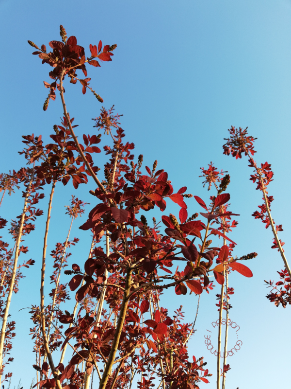 Cotinus pourpre 2020_1