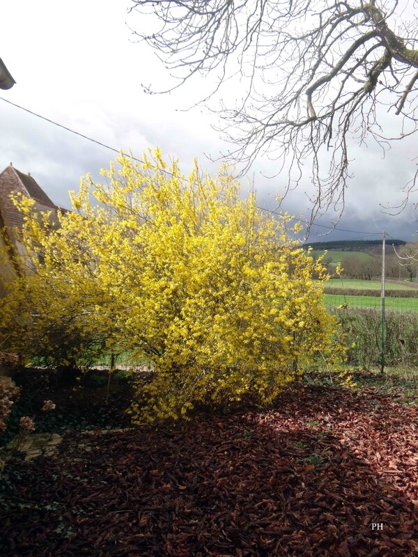 forsythia-et-feuilles-morte