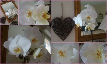 orchidee