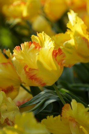 IMG_2382copie2