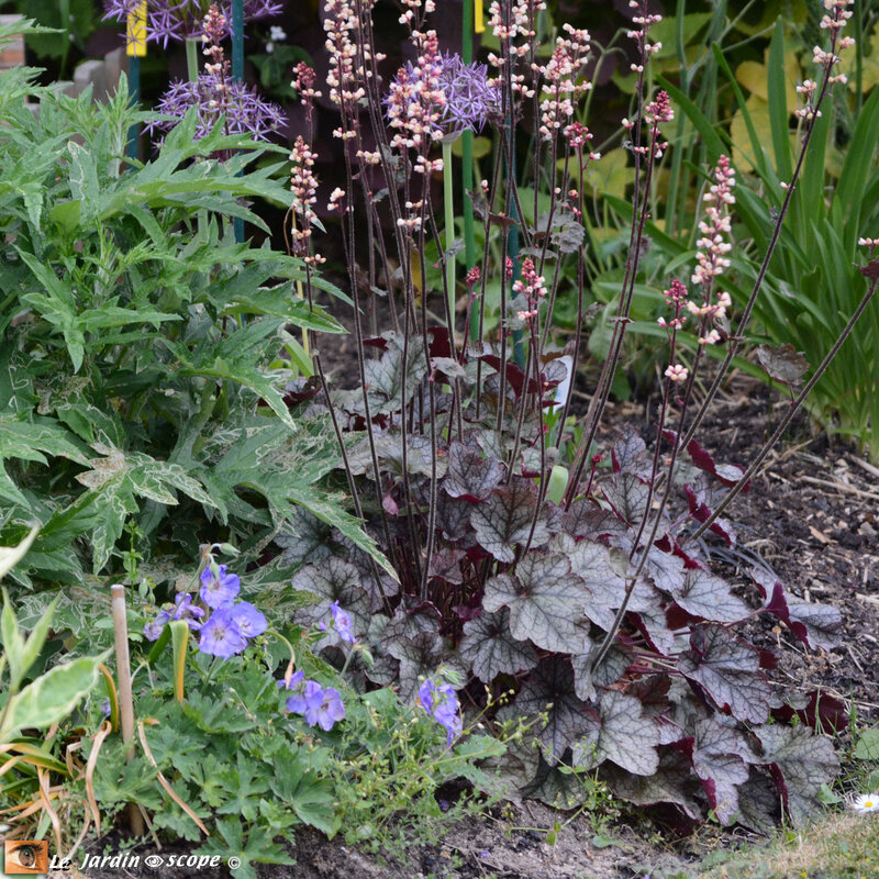 Heuchera Silver Scrolls