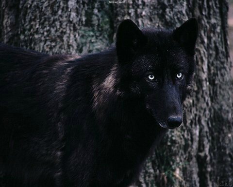 Loup Noir