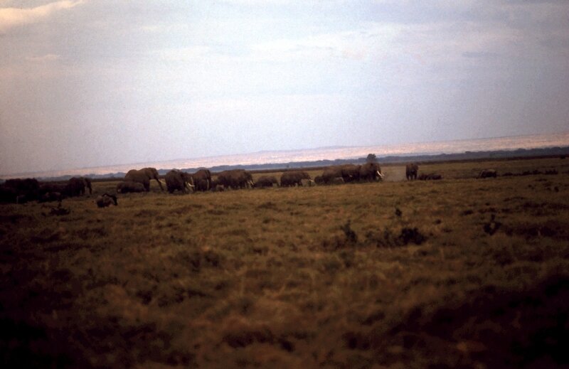 amboseli elephant hh