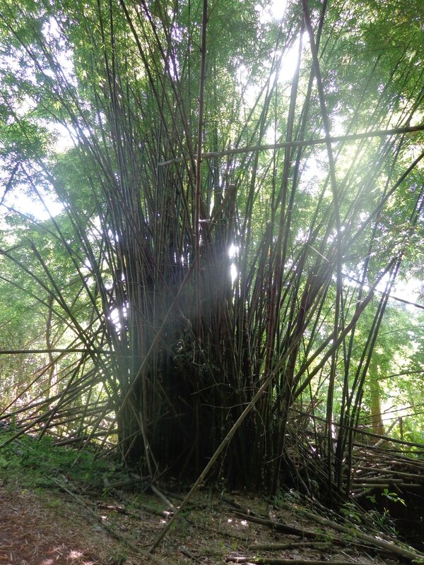 forêt de bamboo