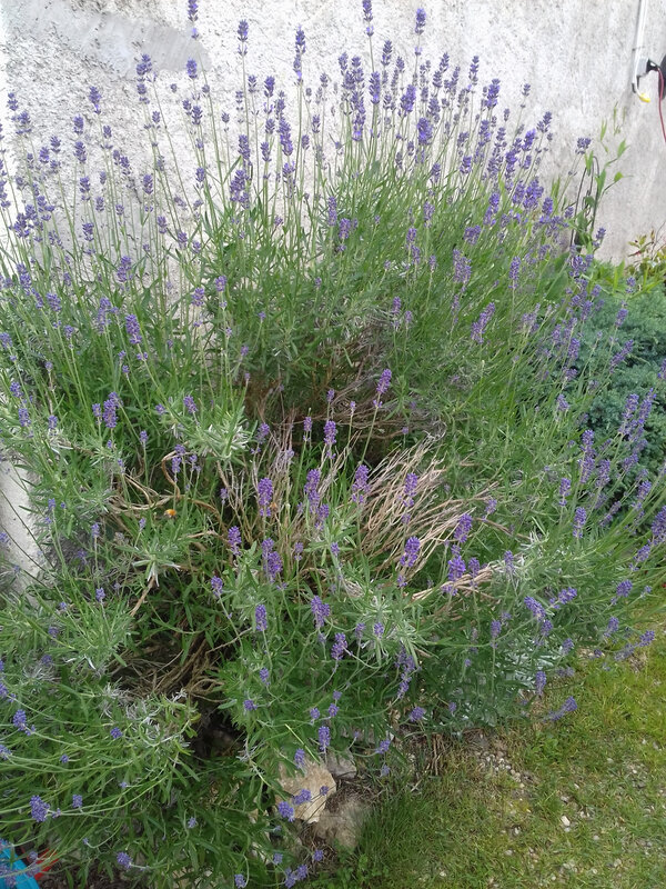 20190622_161941 - Copie